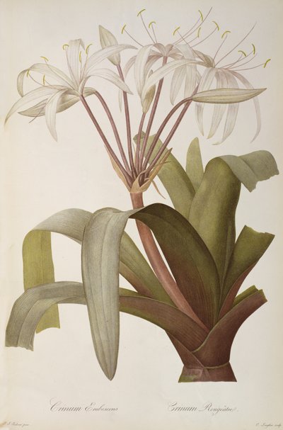 Crinum Erubescens oder Crinum Rougeatre, aus `Les Liliacees